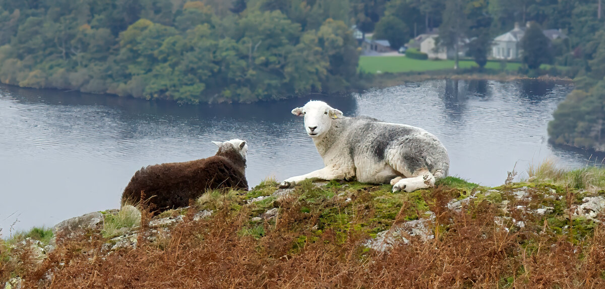3rd 'Falcon Crag Herdys' by Dave Strother